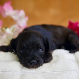 Poppy - Sable female Cavapoo puppy in Queen Creek, Arizona from Dulcito Doodles