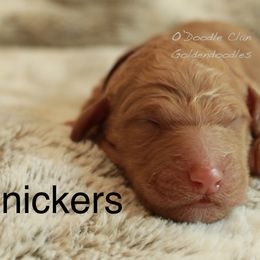 Goldendoodle Puppies from O’Doodle Clan Goldendoodles