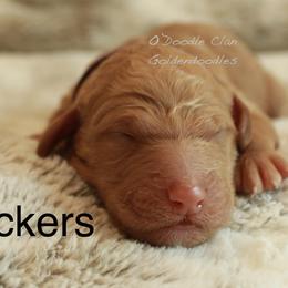Goldendoodle Puppies from O’Doodle Clan Goldendoodles