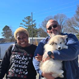 Jack Frost - Sable and white male Alaskan Malamute puppy in Brookwood, Alabama from Sunset Malamutes