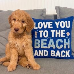 Eliza - Red  female Goldendoodle puppy in Tybee Island, Georgia from Castaway Doodles