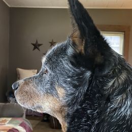 Australian Cattle Dogs from Joann Sesser