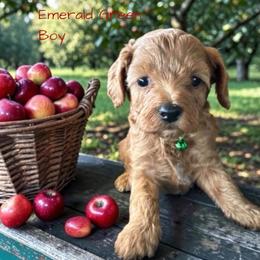 Annie's Emerald Green Boy - Red male Cavapoo puppy in Lavon, Texas from Magnolia Prairie Doodles