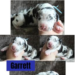 Garrett - Harlequin male Great Dane puppy in Spokane, Washington from Phoenix Family Danes
