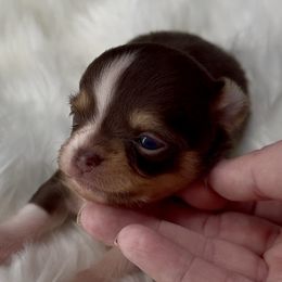 Holly - Chocolate and tan female Chihuahua puppy in Simpsonville, South Carolina from N&T's Chihuahuas