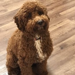Daisy - Goldendoodle