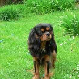 Betsy Boop - Cavalier King Charles Spaniel