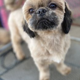 Bruno - Shih Tzu