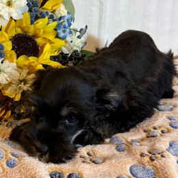 David - Black and silver male Miniature Schnauzer puppy in Lockney, West Virginia from S&T Kennels