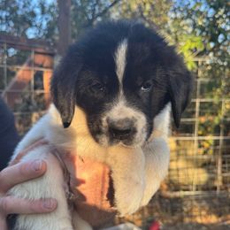 Waffles - White and black male Newfoundland puppy in Yreka, California from Lisa Kennedy