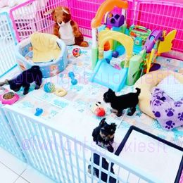 Yorkshire Terrier Puppies from Twilights Yorkies FL