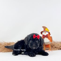 Red Collar Boy - Black male Cavapoo puppy in Republic, Missouri from Red Skye Puppies