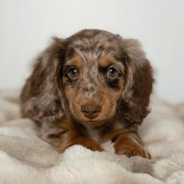 Reef - Dapple male Dachshund puppy in Lehi, Utah from Cherry Creek Dachshunds