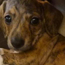 Dachshunds from Zillie's Doxies