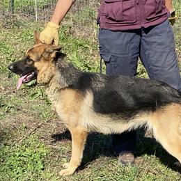Jesse - German Shepherd