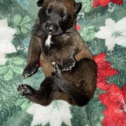 Purple Collar - Fawn female Belgian Malinois puppy in Trenton, Georgia from Laeknir K9