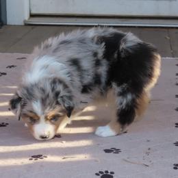 Absolutely beautiful gal - Blue merle female Australian Shepherd puppy in Allegan, Michigan from Parsons Australian Shepherds