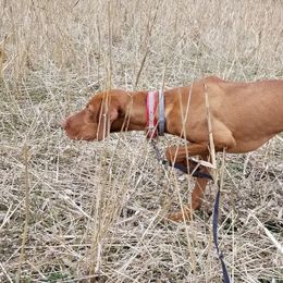 Vizsla Puppies from Mill Pond Farm Vizslas