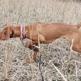 Vizsla Puppies from Mill Pond Farm Vizslas