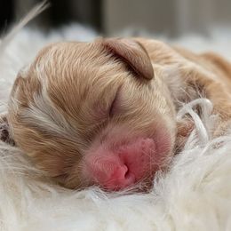 Boy 1 - Golden male Cockapoo puppy in Salt Lake City, Utah from Utah Cocker Spaniels