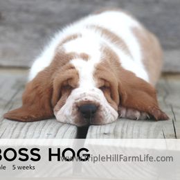 Boss Hog - Red and white male Basset Hound puppy in Jefferson City, Missouri from Triple Hill Farm