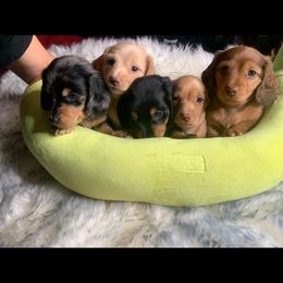 Dachshund Puppies from JnA Dachshunds