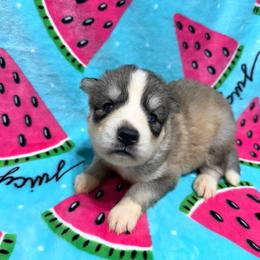 AKC Tahiti - Gray and white female Siberian Husky puppy in Centreville, Maryland from Huskies By the Bay