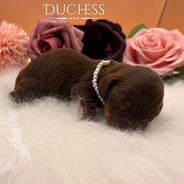 Duchess - Chocolate and tan female Dachshund puppy in Nampa, Idaho from 208 Dox Dynasty