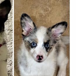 Aussiedoodles, Bordoodles, Corgipoos, Double Doodles, and Shihpoos from Sugar Doodles