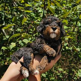 Gummy Bear - Tri-color female Bernedoodle puppy in Decatur, Georgia from So Adoodable