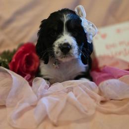 Sparkle - Black white and tan female English Springer Spaniel puppy in Cookeville, Tennessee from Krossroads Kennel