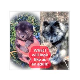 Arwen - Wolf sable female Pomsky puppy in Perkins, Oklahoma from A-Dream Pomsky Kennel
