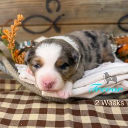 Trevor Brazile - Blue merle male Miniature Australian Shepherd puppy in El Dorado Springs, Missouri from OR Aussies
