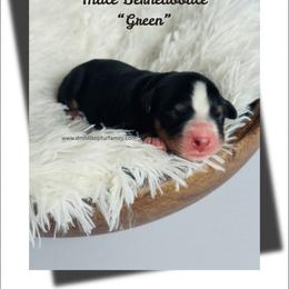 Mr.Green - Tri-color male Bernedoodle puppy in Lowville, New York from DM Hilltop FURfamily