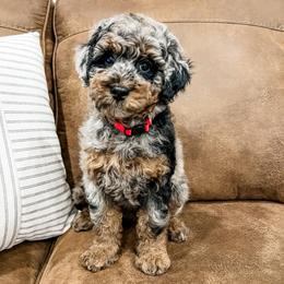 Aspen - Blue merle female Aussiedoodle puppy in Flagstaff, Arizona from Gunstock Doodles