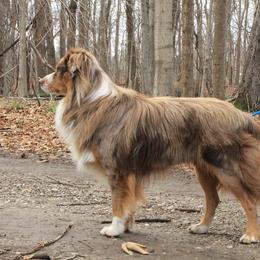 Miniature American Shepherd and Miniature Australian Shepherd All Grown Up from Impression Dogs