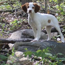 Brittany Puppies from Rhoades Woods Brittanys