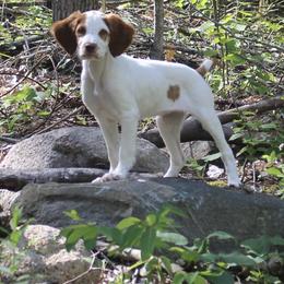 Brittany Puppies from Rhoades Woods Brittanys