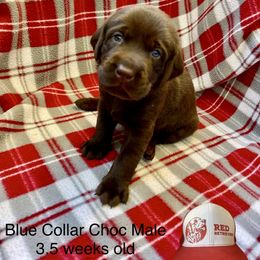 Blue Collar - Chocolate male Labrador Retriever puppy in Alvin, Texas from Red Retrievers