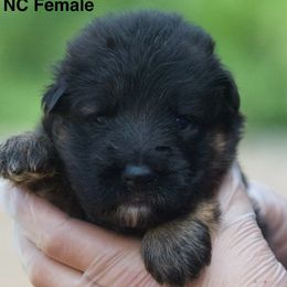Black and red female - Black and red female German Shepherd puppy in Twin Lake, Michigan from VanBlargan German Shepherds