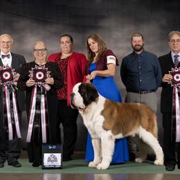 Saint Bernard All Grown Up from Southern Giants