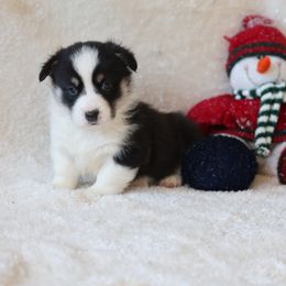 Ace - Black and tan male Pembroke Welsh Corgi puppy in Morgantown, Pennsylvania from Goldstar Puppies (License Number 18519)