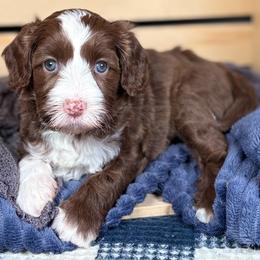 Shelby - Chocolate female Australian Labradoodle puppy in Decatur, Alabama from Southern Meadows Doodles