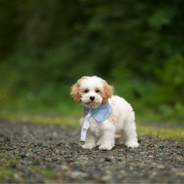 Moonstone - Parti male Maltipoo puppy in Deming, Washington from Heavenly Puppies to Love
