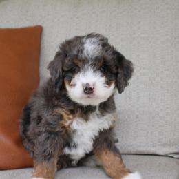 Olive - Blue merle female Bernedoodle puppy in Apple Creek, Ohio from Cuddle Paws