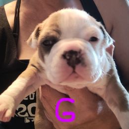 Queenie - Blue fawn female American Staffordshire Terrier puppy in Cosby, Tennessee from Edelhaus Kennel