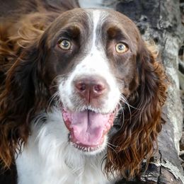 English Springer Spaniels from Patriot Springer Spaniels