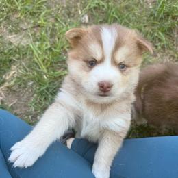 Chevy - Red and white male Pomsky puppy in Greenfield, Minnesota from SRF Pomskies