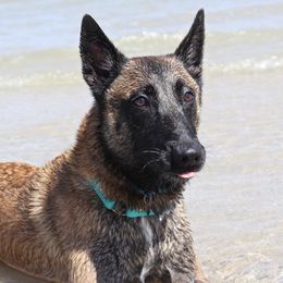 Belgian Malinois from BOSS Malinois