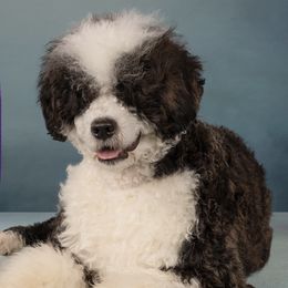 Portuguese Water Dogs from MaraTime Portuguese Water Dogs